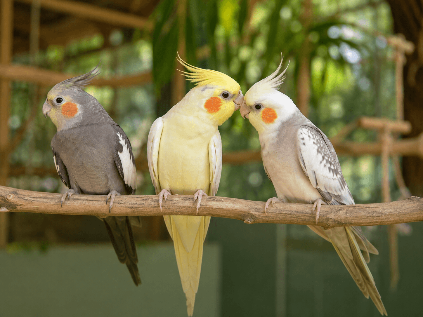 Cockatiels