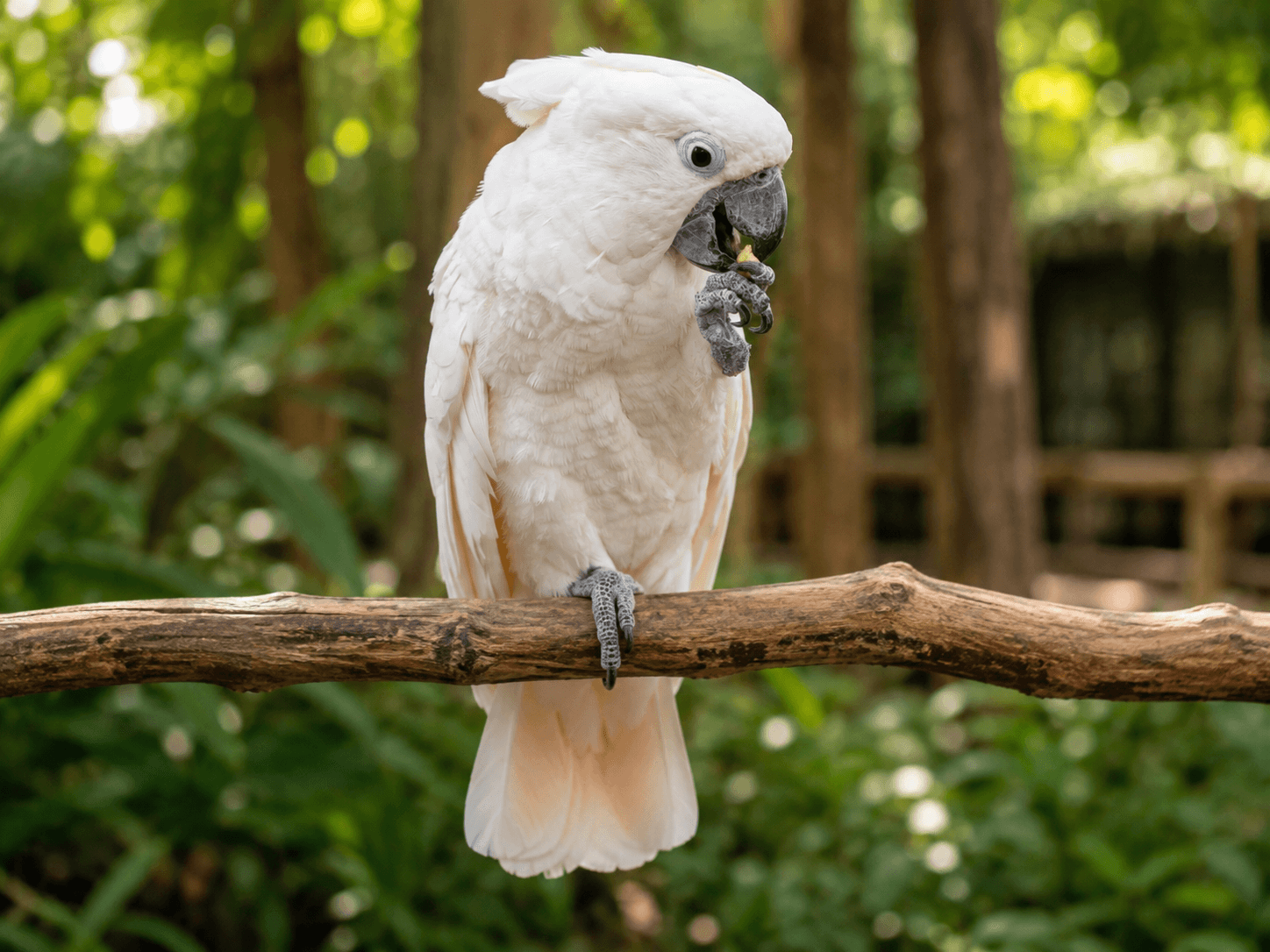 Cockatoos
