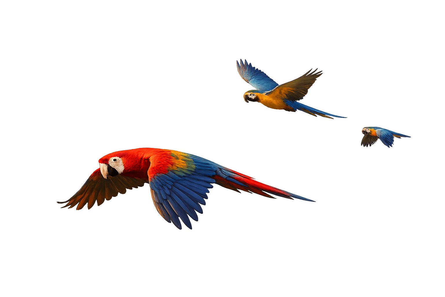 Colorful macaws flying over a tropical rainforest